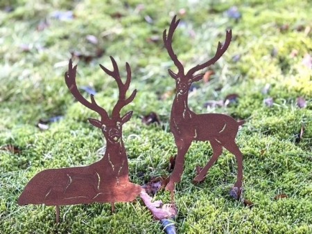 RUST hjort, liggende